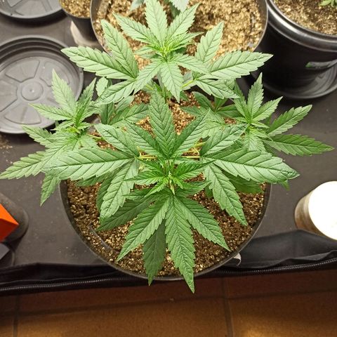 Prenseed #3 growlog photo: Essa aqui tá demais cara, muito show, o único problema são essas folhas tortas pra baixo, fora isso tá ótimo.
