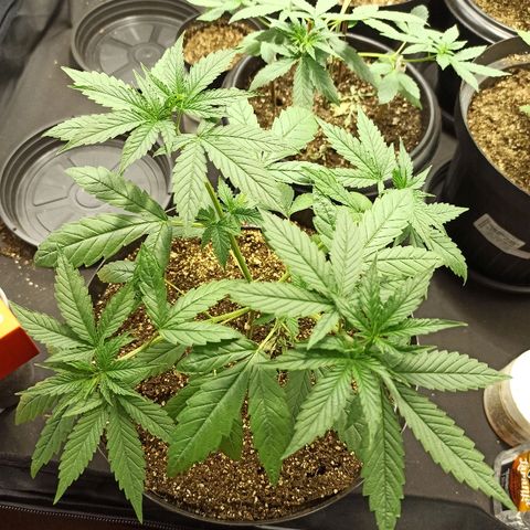 Prenseed #3 growlog photo: Assim como 90% do grow, algumas folhas estão enrugadas nas pontas e tortas, suspeito ser excesso de água, e caso for excesso de nutrientes, próxima rega vou de 15-15-20.