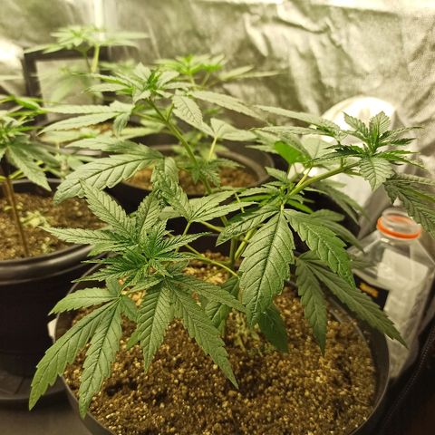 Prenseed #3 growlog photo: Assim como 90% do grow, algumas folhas estão enrugadas nas pontas e tortas, suspeito ser excesso de água, e caso for excesso de nutrientes, próxima rega vou de 15-15-20.