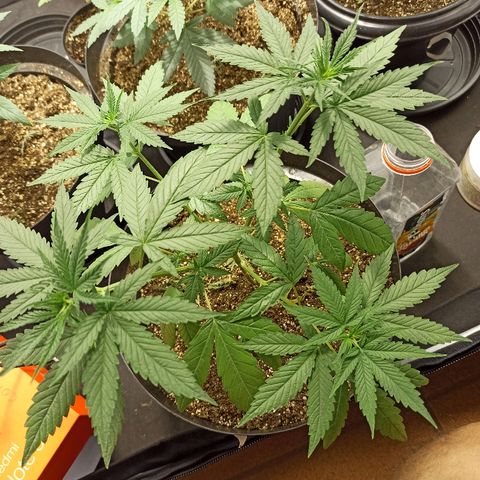 Prenseed #3 growlog photo: A maiorzona está com as folhas debaixo caídas e ásperas. Ela está a aproximadamente 5 dias sem rega depois que eu suspeitei do excesso de água.