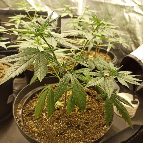 Prenseed #3 growlog timeline photo