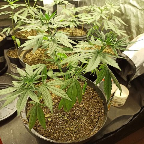Prenseed #3 growlog photo: Planta sofrendo muito, apenas as folhas de cima continuam de pé, eu não se ela reagiu a rega, ou ao excesso de nutrientes.