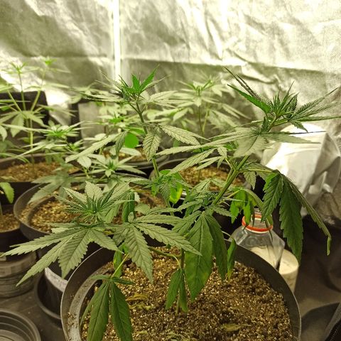 Prenseed #3 growlog photo: Planta sofrendo muito, apenas as folhas de cima continuam de pé, eu não se ela reagiu a rega, ou ao excesso de nutrientes.