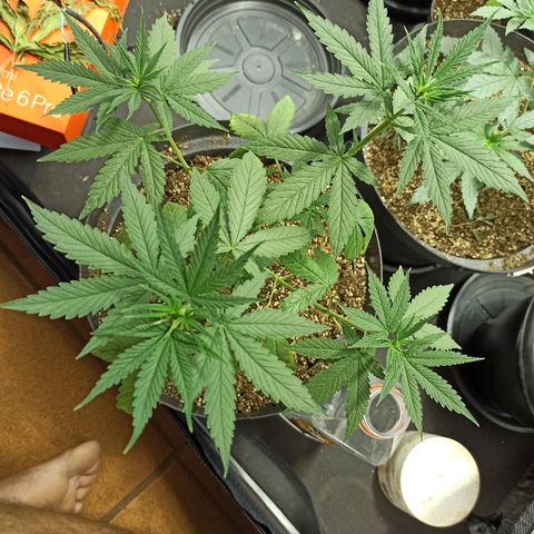 Prenseed #3 growlog timeline photo