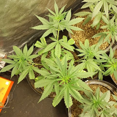 Prenseed #3 growlog photo: Depois de sofrer demais, com overfert e falta dágua, ela está exuberante novamente. Pelo visto essa é beberrona, já pediu água hoje denovo.