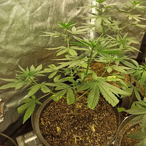 Prenseed #3 growlog photo: Depois de sofrer demais, com overfert e falta dágua, ela está exuberante novamente. Pelo visto essa é beberrona, já pediu água hoje denovo.