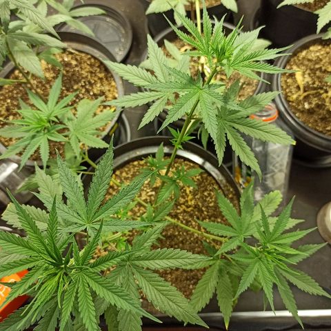 Prenseed #3 growlog photo: Depois de altos e baixos, ela está aqui firme e forte, e peladinha agora né kkkk.
