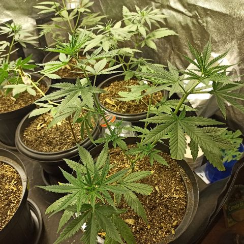 Prenseed #3 growlog timeline photo