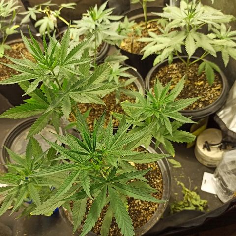 Prenseed #3 growlog photo: Número 3 está gigantesca, e em breve mostrará o sexo.