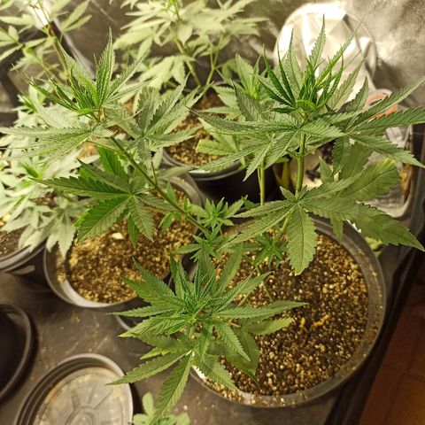Prenseed #3 growlog photo: Número 3 está gigantesca, e em breve mostrará o sexo.