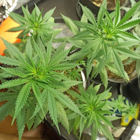 Prenseed #3 growlog photo: A 2 dias no 12/12