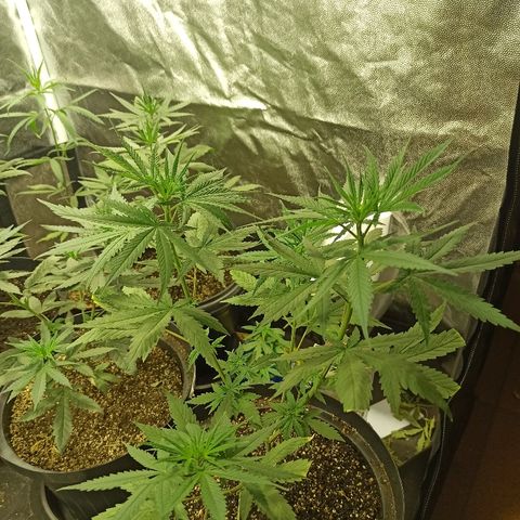Prenseed #3 growlog photo: A 2 dias no 12/12
