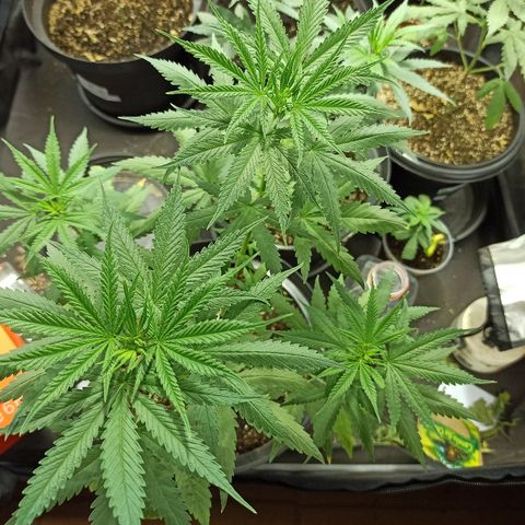 Prenseed #3 growlog photo: Folhas entortando pra baixo, mas tá linda demais fora isso.