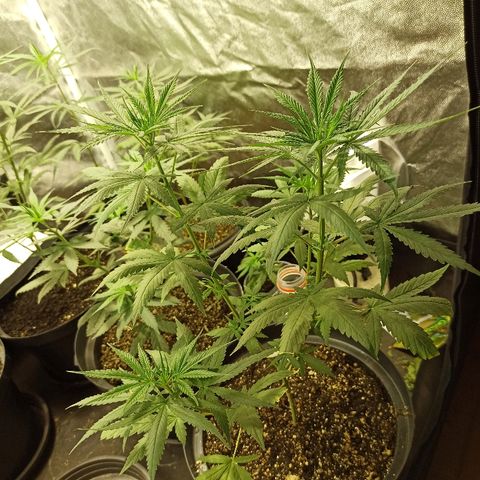 Prenseed #3 growlog photo: Folhas entortando pra baixo, mas tá linda demais fora isso.