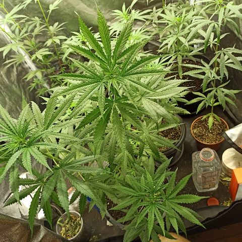 Prenseed #3 growlog timeline photo