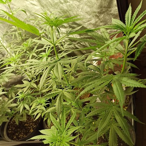 Prenseed #3 growlog timeline photo