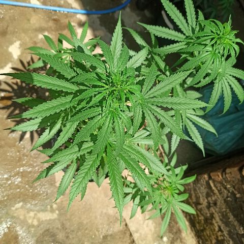 Prenseed #3 growlog photo: Início oficial da floração :)
