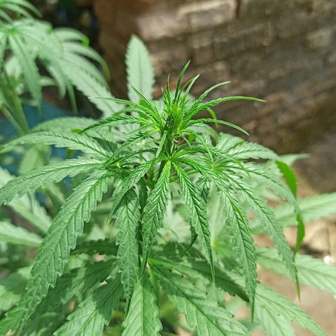 Prenseed #3 growlog photo: Início oficial da floração :)