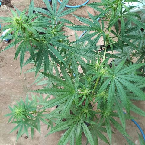 Prenseed #3 growlog photo: Infelizmente hermou também :(((((((((
