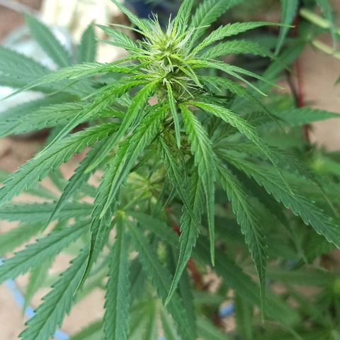 Prenseed #3 growlog photo: Infelizmente hermou também :(((((((((