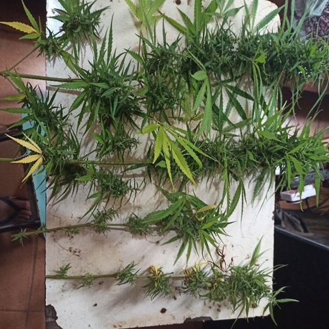 Prenseed #3 growlog timeline photo