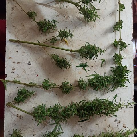 Prenseed #3 growlog timeline photo
