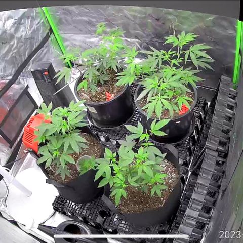 Alpha Runtz growlog photo: Thriving!!! 