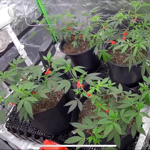 Alpha Runtz growlog timeline photo