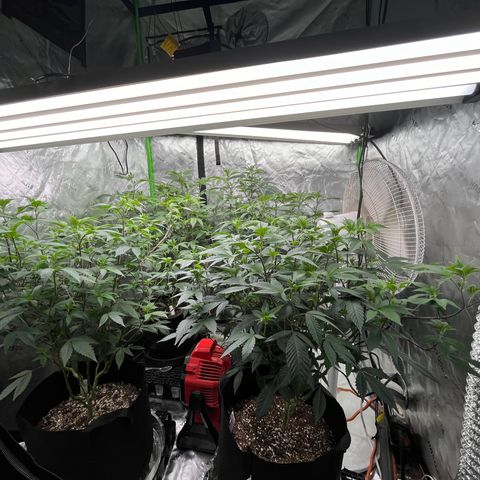 Alpha Runtz growlog photo: Last week of veg