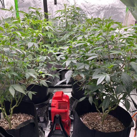 Alpha Runtz growlog timeline photo
