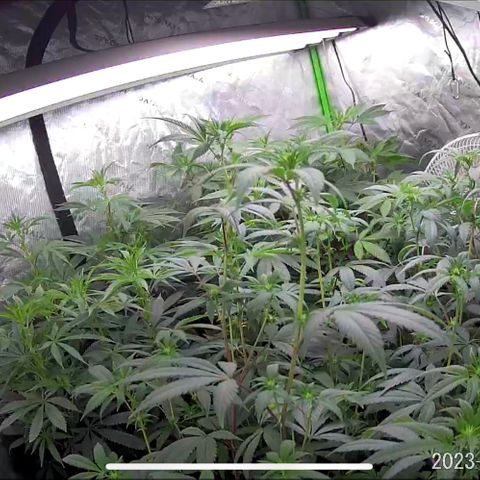 Alpha Runtz growlog photo: 14 days into flower light schedule is 12on12off