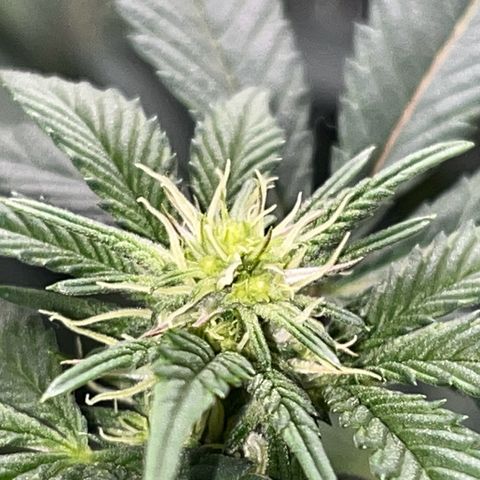 Alpha Runtz growlog photo: 19th day of flowering 12on 12off
2-2-2 fox farms nutrients and 1/2 scoop of cha-ching