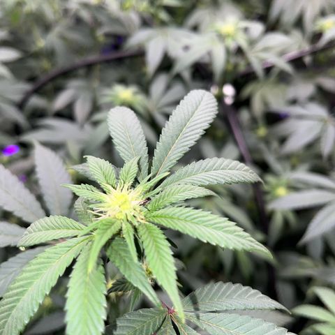 Alpha Runtz growlog photo: 19th day of flowering 12on 12off
2-2-2 fox farms nutrients and 1/2 scoop of cha-ching