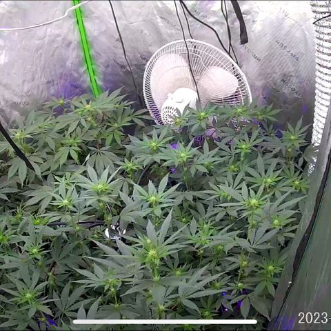 Alpha Runtz growlog photo: 19th day of flowering 12on 12off
2-2-2 fox farms nutrients and 1/2 scoop of cha-ching
