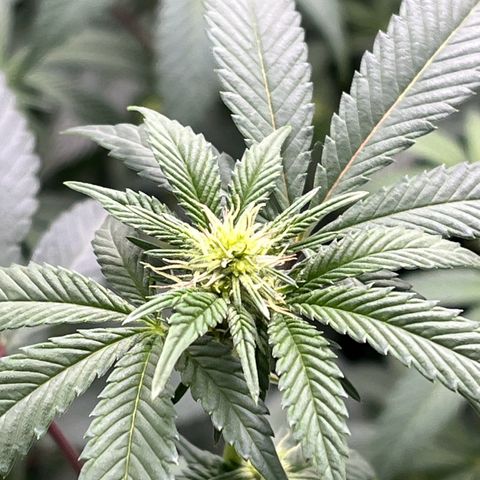 Alpha Runtz growlog photo: 19th day of flowering 12on 12off
2-2-2 fox farms nutrients and 1/2 scoop of cha-ching