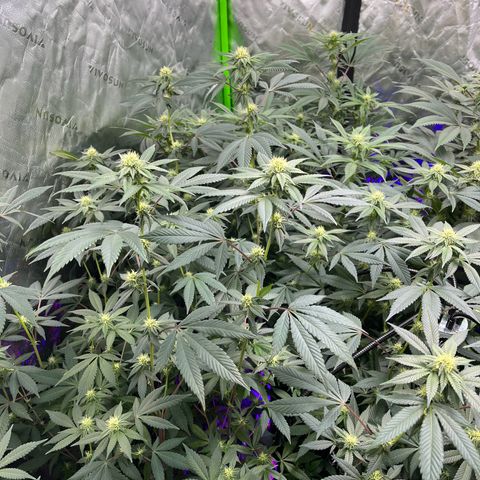 Alpha Runtz growlog photo: 27th day of flowering 