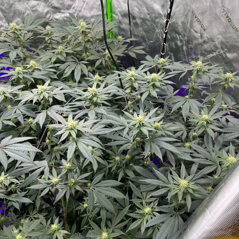 Alpha Runtz growlog photo: 27th day of flowering 