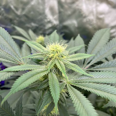 Alpha Runtz growlog photo: 27th day of flowering 