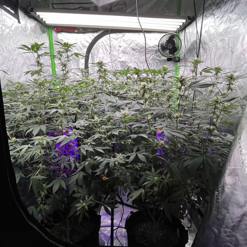 Alpha Runtz growlog photo: 27th day of flowering 
