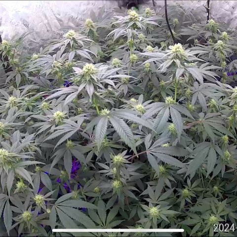 Alpha Runtz growlog photo: 5th week of flower