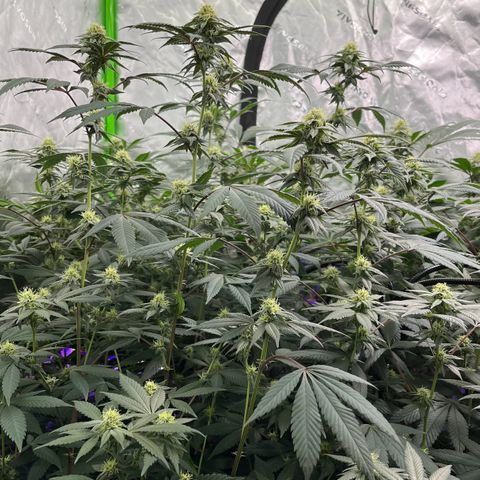 Alpha Runtz growlog photo: 5th week of flower