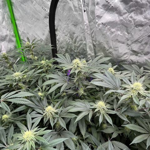 Alpha Runtz growlog photo: 5th week of flower