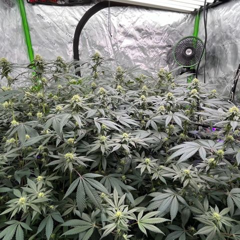 Alpha Runtz growlog photo: 5th week of flower
