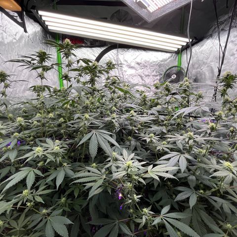 Alpha Runtz growlog photo: 5th week of flower