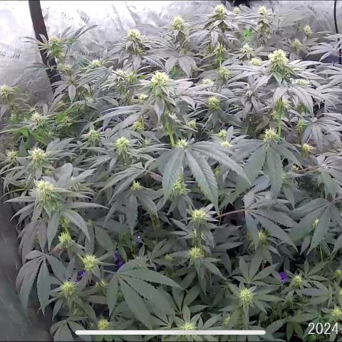 Alpha Runtz growlog timeline photo