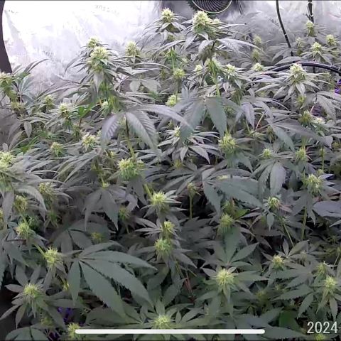 Alpha Runtz growlog timeline photo