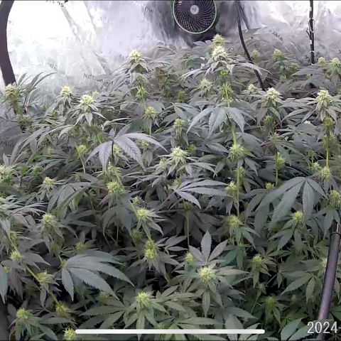 Alpha Runtz growlog timeline photo
