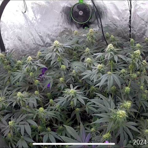 Alpha Runtz growlog photo: 37th day of flower