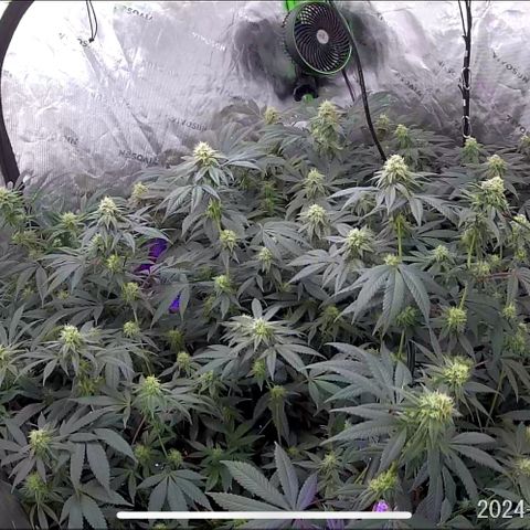 Alpha Runtz growlog timeline photo