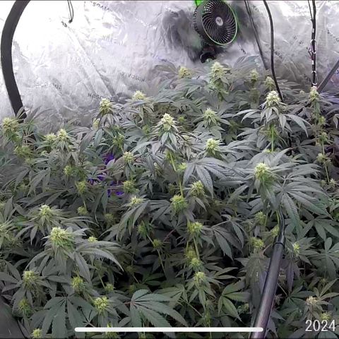 Alpha Runtz growlog timeline photo